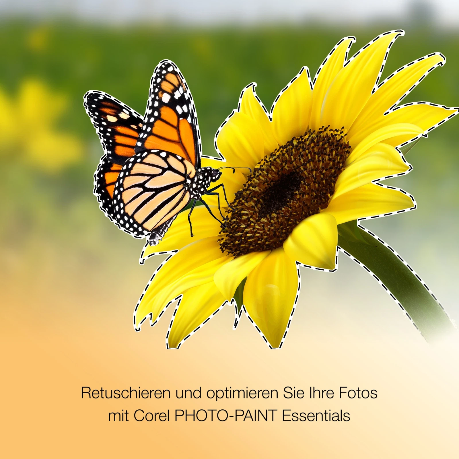 CorelDRAW Essentials 2024 kaufen Windows Einsteiger Grafikdesign